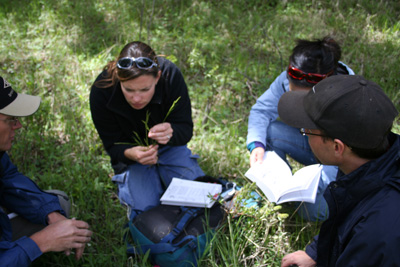 Winter Forb and Weed Identification