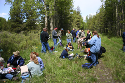 Component 3 - Willow/Sedge