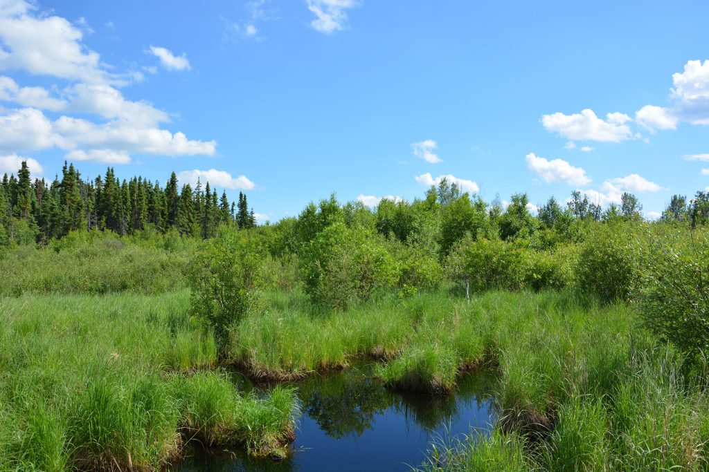 Wetland area with lush vegetation and open water, representing habitat and ecosystem assessment.