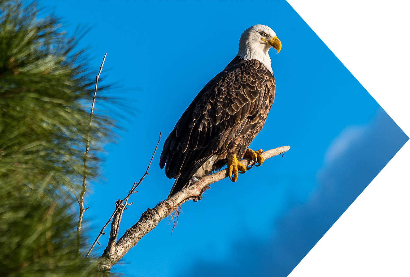 Eagle Nature Right Arrow